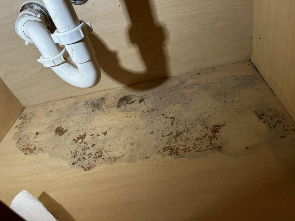 Why do I have mold?