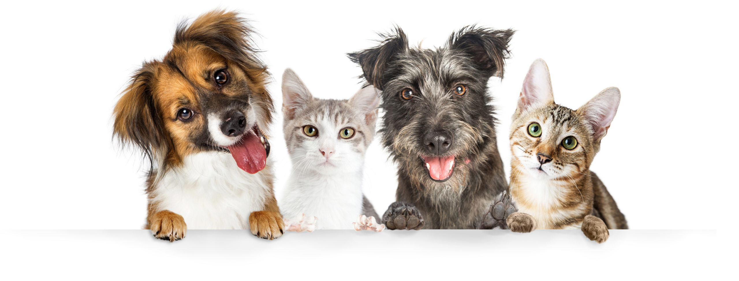  Should I accept pets when securing a new tenant?